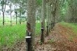 Giá cao su kỳ hạn tại Tokyo ngày 15/12 vững